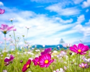 Little Flower in God's Garden